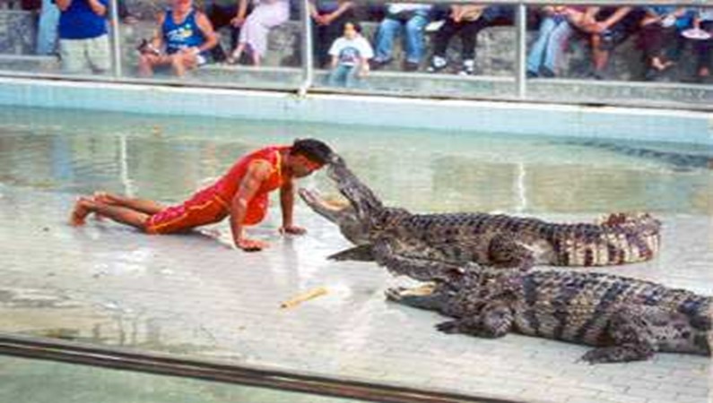 Шоу с крокодилами: кто кого, на Паттайской крокодиловой ферме