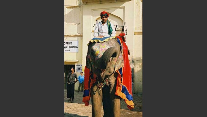 Джайпур. Погонщик слонов у форта Амбер