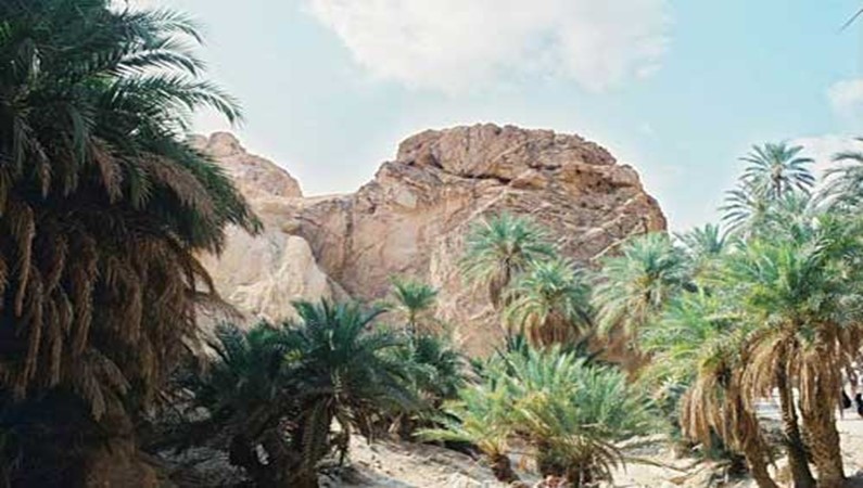 Сахара. Финиковые пальмы в оазисе в Атласских горах