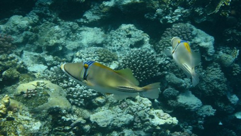 Риф у отеля Cataract, рыбки «Пикассо»