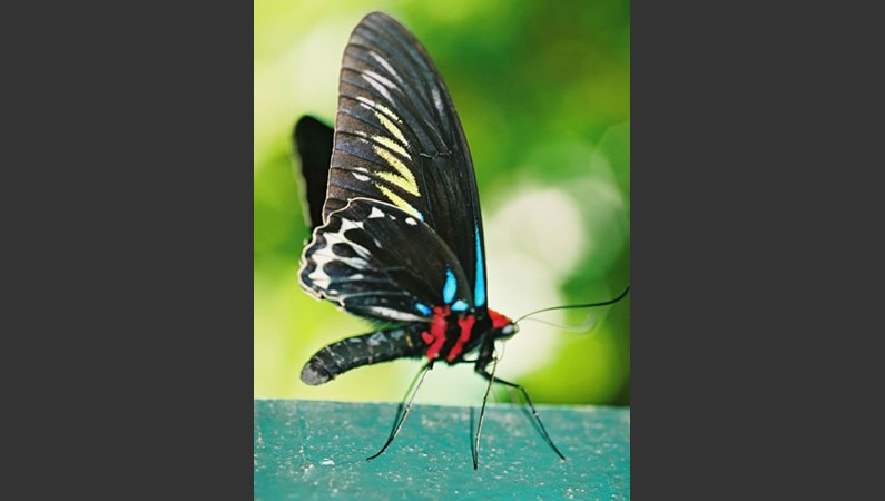 Малайзия. Бабочка Troides brookiana - королевская бабочка Малайзии.              