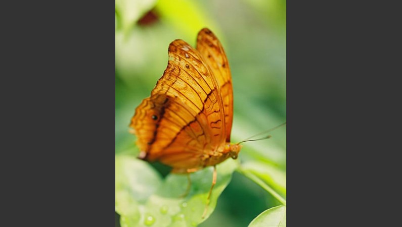 Малайзия. Бабочка-нимфалина Vindula dejone erotella                 