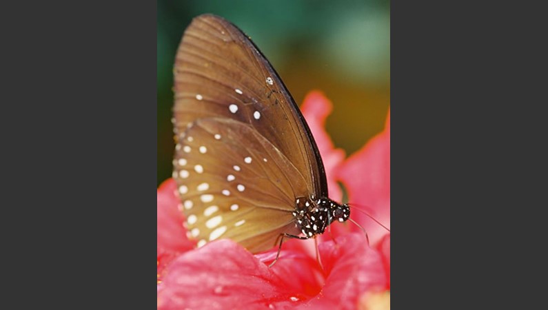 Малайзия. Бабочка-нимфалида Euploea eyndhovii gardineri