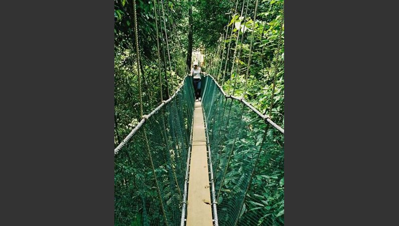 Малайзия. Борнео. Поринг. Канопи - подвесной мост длиной 157 метров, протянутый между деревьями древнего дождевого леса на высоте 12-этажного дома.                 