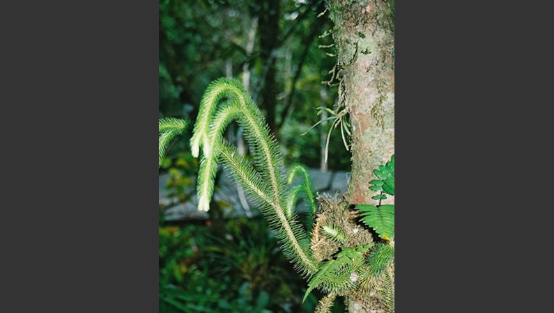 Малайзия. Борнео. Растение-эпифит на стволе дерева в Национальном парке Гунунг Кинабалу.                 