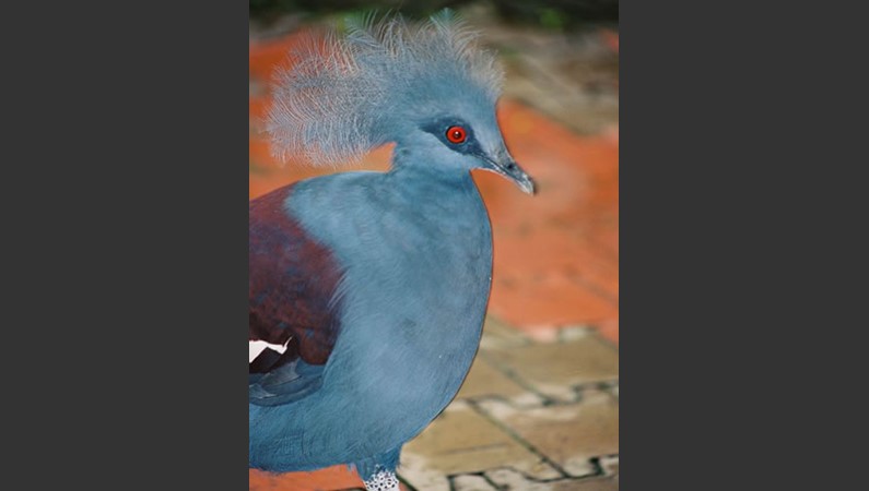 Малайзия. Венценосный голубь.                 
