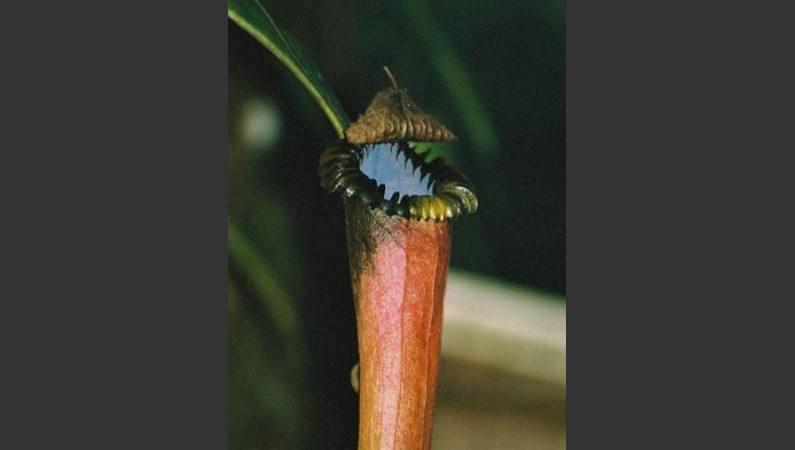 Малайзия. Борнео. Непентес – растение-хищник, питается насекомыми.                 
