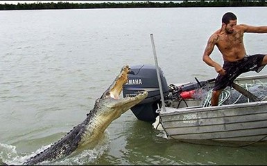 В Австралии крокодил едва не утащил рыбака