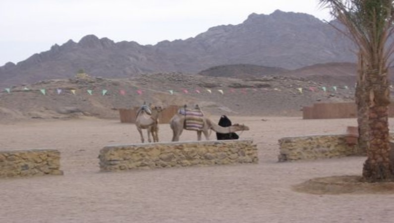 Транспорт пустыни - верблюды