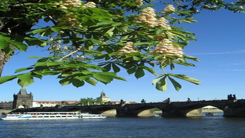 В Праге цветут каштаны - вид на Влтаву и Карлов мост с набережной Малой страны