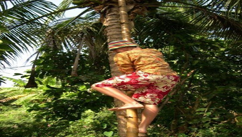 Лезу за кокосом