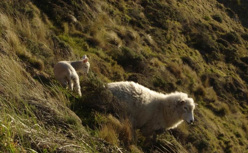 Новозеландские овечки