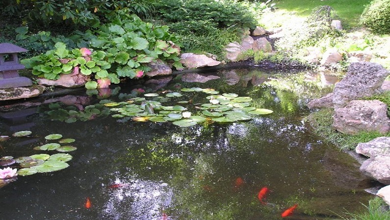 Японский садик в ботаническом саду