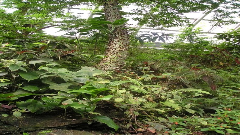 Фата-Моргана (оранжерея ботанического сада)