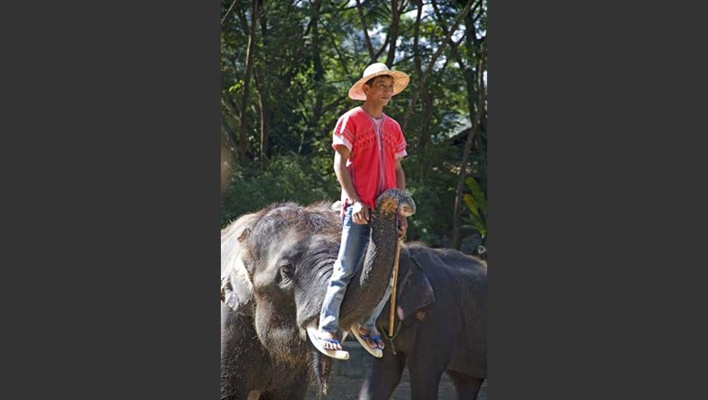 Chiang Mai. Maetaman Elefant Camp. Performing