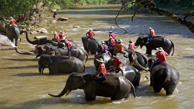 Chiang Mai. Maetaman Elefant Camp. Washing elefants