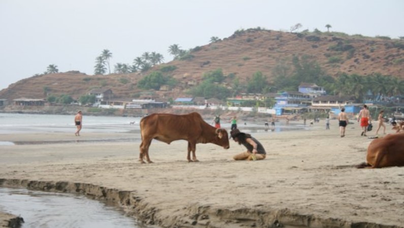 Корова и чилиец