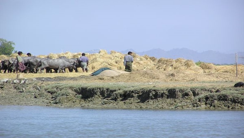 обмолот риса с помощью буйволов в Ракхане