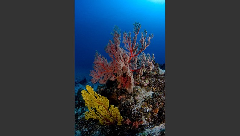Коралловый риф. Фото: Японская национальная организация по туризму