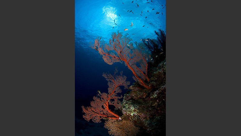 Коралловый риф. Фото: Японская национальная организация по туризму