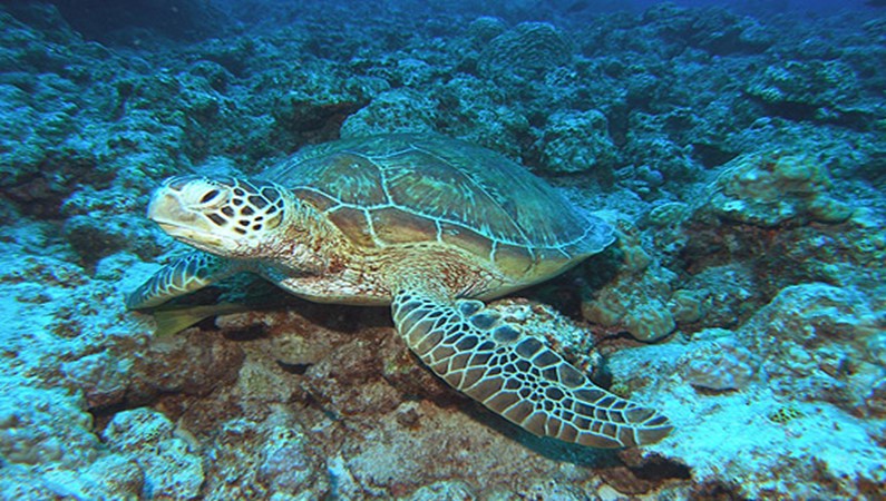 Морская черепаха. Фото: Японская национальная организация по туризму