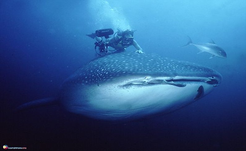 китовая акула
