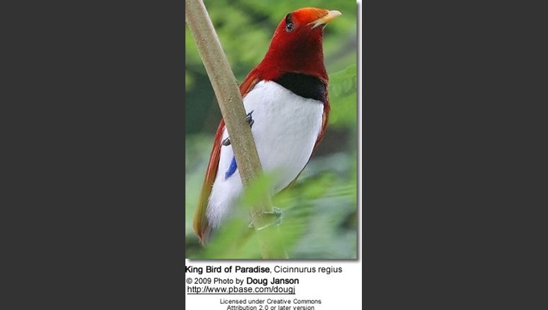 райская птица (Малайзия)