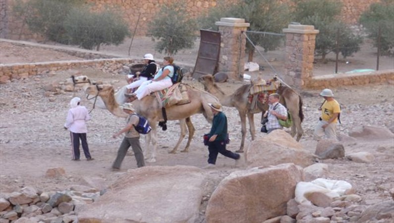 Некоторые туристы спустились с горы Моисея длинным путем на верблюдах