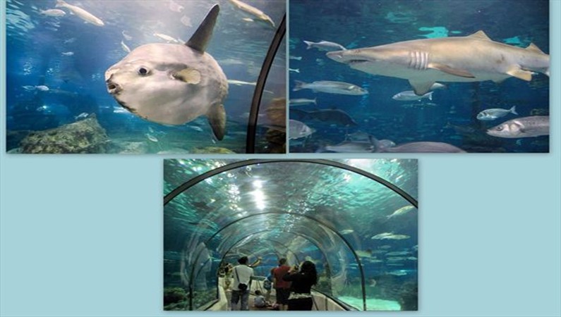 Основной достопримечательностью Аквариума является стеклянный тоннель, наполненый  4.5 миллионами литров воды. В несколько сантиметров проплывали  акулы с зубами в несколько рядов, а рыба-луна нарезала круги, работая плавниками, как крыльями.