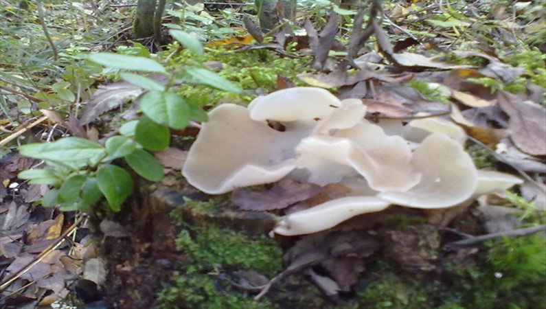 Неизвестный гриб - похож на морского слизняка
