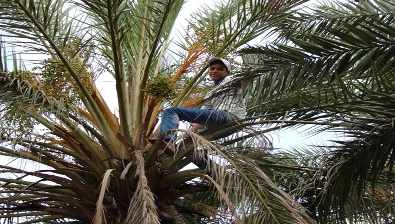 Специально обученный мальчик, опыляющий финиковые пальмы