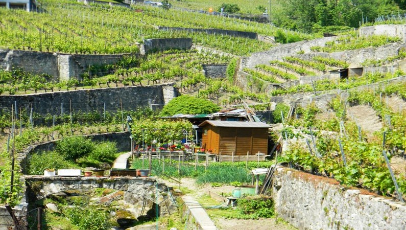 Швейцария - земля виноделов