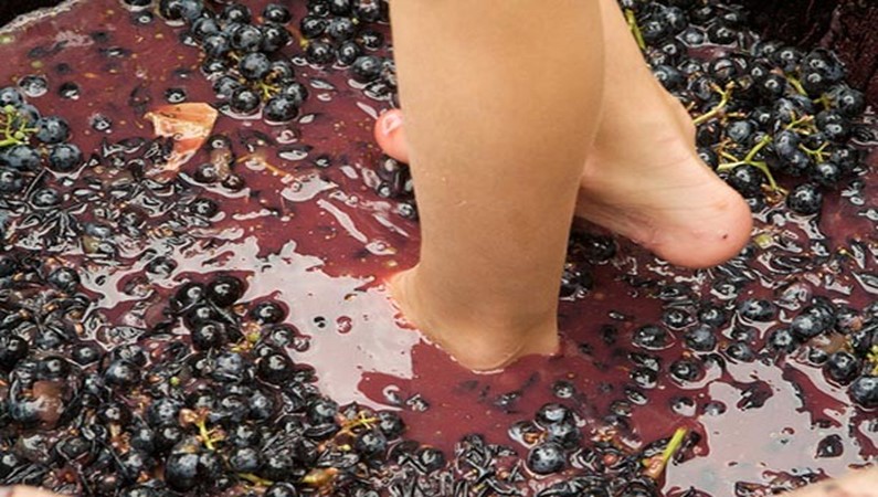 Давка винограда ногами