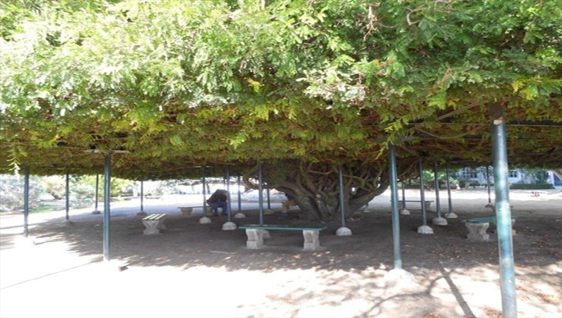 Вековое дерево. Ботанический сад в Белейне