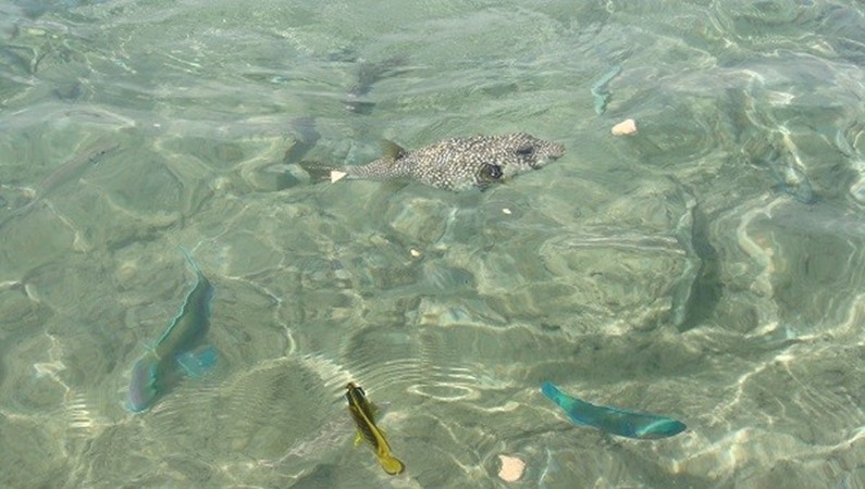 Египет. Рыбки