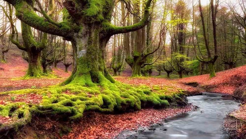 Волшебный лес в стране Басков. Испания