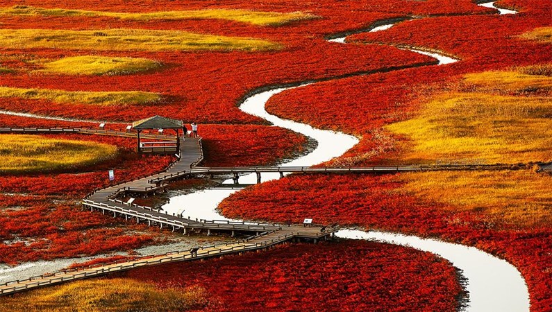 Красные поля в Южной Корее