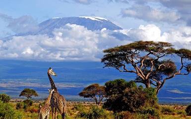 Танзания. Килиманджаро - крыша Африки. 