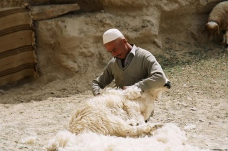 Стрижка овец на Крите