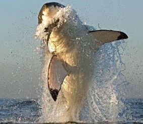 На белых акул в Австралии объявили охоту