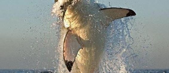 На белых акул в Австралии объявили охоту