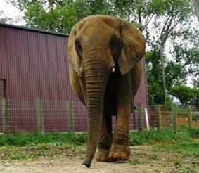 Слониха раздавила директора зоопарка в Новой Зеландии