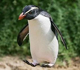 Туристы украли пингвина в Австралии