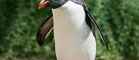 Туристы украли пингвина в Австралии