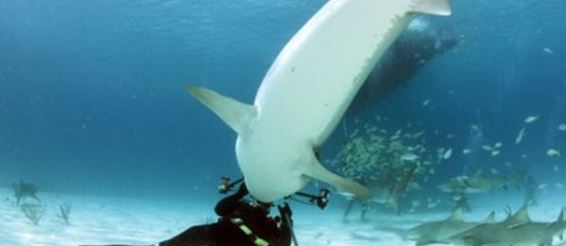 Во время нападения акулы дайвер снимал ее внутренности