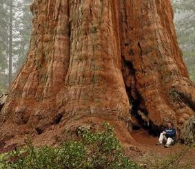 Самое огромное дерево в мире