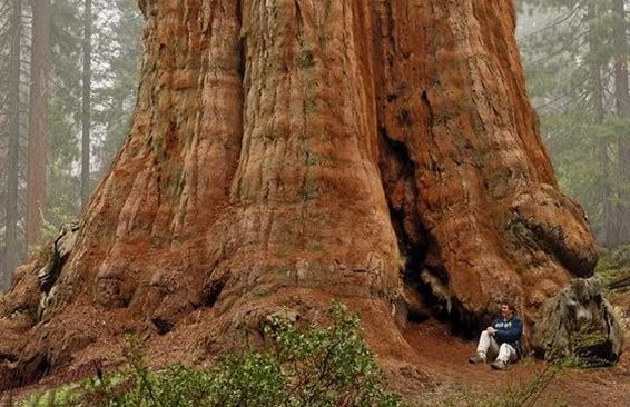Самое огромное дерево в мире
