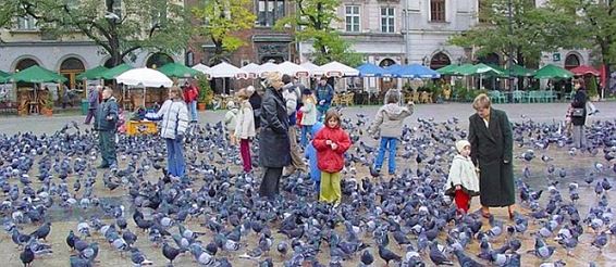 В Вене запретили кормить голубей
