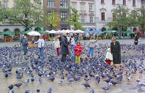 В Вене запретили кормить голубей
