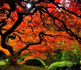 Японский сад деревьев: продуманное естество